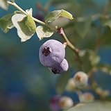ブルーベリー 苗 ブルーシャワー ラビットアイ系2年生苗 blueberry