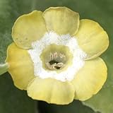 [ オーリキュラ ] ザ・バロン