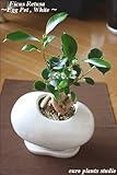 精霊の宿る木★ガジュマル / ホワイトエッグポット / Ficus Retusa / White Egg Pot / インテリア観葉植物 / 鉢植え