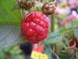 二季なり ラズベリー インディアンサマー 5号ポット苗
