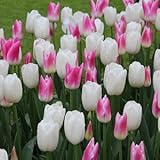 球根 ピンク＆ホワイトチューリップ ８球入