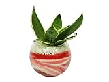 花市場直送便 サンスベリア(カラーサンド植え) バブルボール10cm ピンク/赤