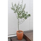 オリーブ 素焼 鉢植え 観葉植物 インテリア グリーン
