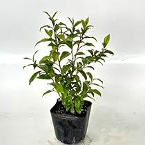 自然な樹形が美しい 山採りの ヒサカキ 672 樹高1.6m位 ヒメサカキ 姫榊 自然な樹形が美しい 山採りの ヒサカキ 672 樹高1.6m位 ヒメサカキ