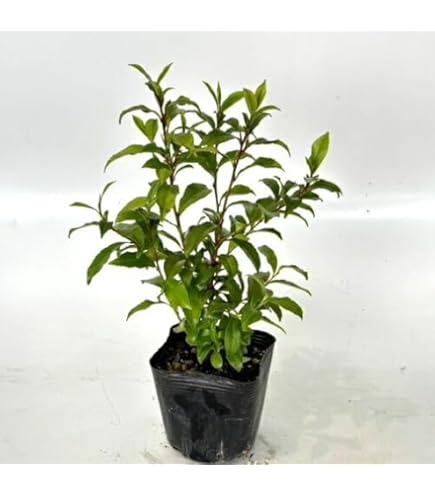 Amazon.co.jp: 希少 カカオ苗木 チョコレートの木 : DIY・工具・ガーデン