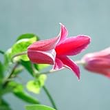 【ノーブランド品】クレマチス：プリンセスダイアナ3.5号ロングポット[3年生苗](テキセンシス系)