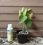 【挿木1年生】 胡椒 （コショウ） 《熱帯果樹苗》