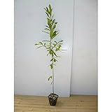 【5本セット】 クヌギ 樹高1.5m前後 18cmポット くぬぎ 椚 櫟 苗木 植木 苗 庭木 生け垣