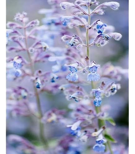 Amazon.co.jp: 宿根草 苗 アストランティア ローマ 10.5cmポット