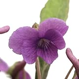 (山野草)オカスミレ(丘菫) 3号(1ポット) 本州・四国限定[生体]