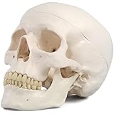 実物大の頭蓋骨模型 - 頭蓋，標準型モデル - 3B Scientific