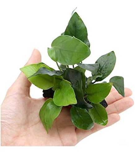 Amazon.co.jp: （水草）アヌビアスナナ 溶岩石 Sサイズ（約10cm 