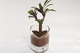 【限定数量】可愛いガラス製のハートにハイドロカルチャー苗を入れました♪　観葉植物【ハート器 ハイドロボール】