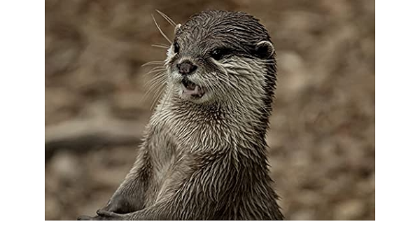 Amazon Co Jp B2 ポスター カワウソの顔が濡れた歯 キャンバスフォトアートプリントポスター 写真の壁の装飾 B2 500mm 707mm ホーム キッチン