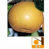 梨（ナシ）：長十郎（チョウジュウロウ）4号ポット[中生日本梨（赤）、花粉多く授粉樹に][苗木]