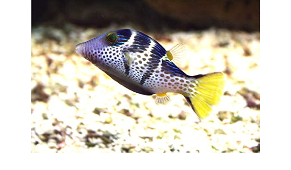 海水魚 観賞魚 フグ シマキンチャクフグ サイズ 4cm 3匹 増子水景 餌 通販 Amazon