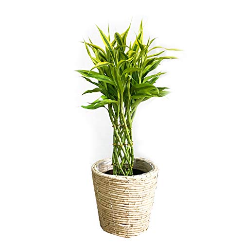 すべての美しい花の画像 100 Epic Bestドラセナ サンデリアーナ 花 言葉