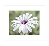 8x10 Matted Print Floral Wall Decor White Petals Closeup 'Pure Daisy' [並行輸入品]