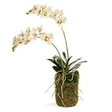 Conservatory胡蝶蘭2分岐ドロップin plant [セットof 2 ]