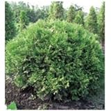 オンリーワン　植栽・個性派植物　ニオイヒバ・グリーングローブ　WP6-TKNGU