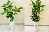 アルテシーマ（ゴムの木）／マッサンゲアナ寄せ植え　ホワイト（白穴あき陶器）２鉢セット　とってもオシャレなデザインの鉢に寄せ植えしたお得なセットです。お部屋のインテリアや、様々なギフト、開店祝い、お歳暮