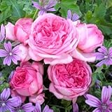 バラ苗 ラローズドゥモリナール 国産大苗デルバールオリジナル角鉢6号 四季咲き大輪 ピンク系 フレンチローズ（デルバール）