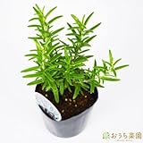 ローズマリー レックス 【苗】 9cmポット ＜当店は 苗 種 鉢 培養土 ニーム の専門店＞