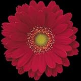 ガーベラ 生花 切り花 赤 チェレキなど 5本