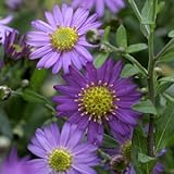 エゾノコンギク