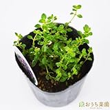 フォクスリータイム 【苗】 9cmポット ＜当店は 苗 種 鉢 培養土 ニーム の専門店＞