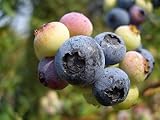 ブルーベリー 苗 パウダーブルー ラビットアイ系2年生苗 blueberry