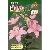 秋植え球根 透しゆり シュガーダイヤモンド (549326)