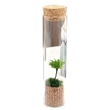 (観葉) 苔Terrarium オオカサゴケ スリムガラス 説明書付 テラリウムキット 本州・四国限定[生体]