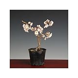 苗：さくらんぼ