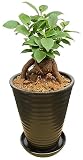 花のギフト社 ガジュマル ガジュマルの木 観葉植物 本物 ミニ 鉢植え がじゅまる ガジュマル鉢植え