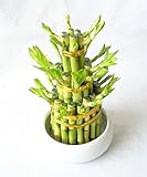 【ミリオンタワー】ハイドロカルチャー ミリオンバンブー