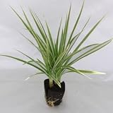壁掛け観葉植物ミドリエ用交換苗「コンシンネホワイボリー（白）」 ～サントリー・トヨタの新提案～ 絵を飾るようにみどりを飾る