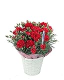 【産地直送】母の日カーネーション・赤 5号鉢バスケット・水分計つき