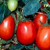 トマト種子。リオグランデ、非Gmoの家禽トマト種子、非常に耐熱性、50ct