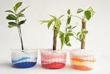【人気のミニスフレ鉢にアクアサンドを敷き詰めたお得な3個セット♪　土を使っていないから衛生的でお部屋のインテリアにぴったりです。】　観葉植物　ハイドロカルチャー　ミニガラススフレ鉢　アクアサンド　3個