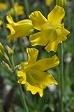 【多肉植物／種子】Pachypodium★パキポディウム ホロンベンセ(Horombense) [並行輸入品]