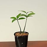 ミニ苗：梛(ナギ)