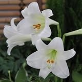 テッポーユリ　ホワイトヘブン　１球入