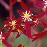 [ 大文字草 ] 美川紅