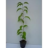 【ノーブランド品】 ヤマザクラ 樹高0.5m前後 10.5cmポット /