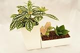 【手軽に観葉植物を楽しめます♪土を使っていないから衛生的でお部屋のインテリアにも】　ハイドロカルチャー　観葉植物　システム鉢セット　ハイドロボール