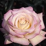 バラ苗 魅惑（みわく） 国産新苗植え替え6号スリット鉢 ハイブリッドティー (HT) 四季咲き大輪 ピンク系