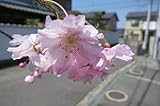 八重紅しだれ桜 桜苗 サクラの苗