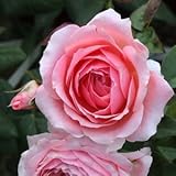 バラ苗 アン=ソフィーピック　国産大苗オリジナル角鉢7号 四季咲き ピンク系 ギヨーローズ（フレンチローズ）