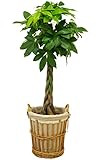 パキラ8号鉢 インテリアバスケット 観葉植物 インテリアグリーン